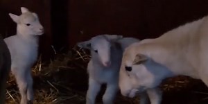 Pregnant sheep gives birth to twins in a live nativity display on Christmas Eve