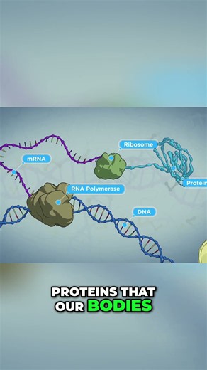 AAV Gene Therapy Explained: Unlocking Your Body's Blueprints #shorts