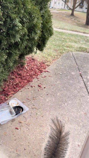 Funny Squirrel Videos That Will Make You Smile