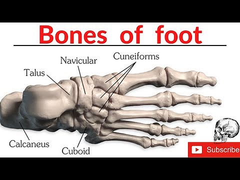 Bones of foot | Anatomy of foot | Tarsals, Metatarsals and Phalanges | Balance MBBS