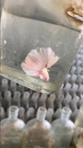 Inside a Thai Betta Fish Farm: Raising Bettas in Individual Bottles 👀