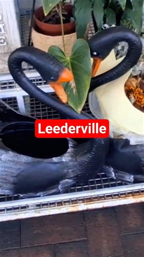 LEEDERVILLE WA, #walking #explore #westernaustralia #australiancity #perth #walkies #urban