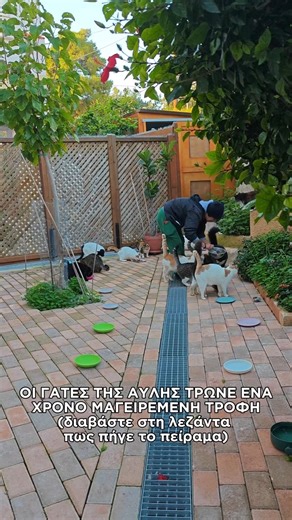 Κλείνουμε ένα χρόνο σίτιση με μαγειρεμένη τροφή στις γάτες της αυλής -διαβάστε πως πήγε το εγχειρημα