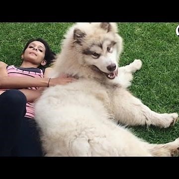 GIANT Dog Thinks He's a Lap Dog | The Dodo