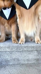 Here come the men in bork! 😎 | Tucker Budzyn