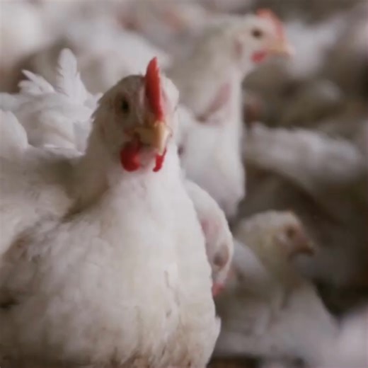 8 comments |  This week is #AnimalRightsAwarenessWeek and at The...