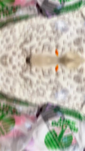 🍁🍂🪾Fall Home Decor At Dollar Tree 🌳 🍂🍁🪾#falldecor #dollartree #homedecor #dollartreefinds #fallvibes #homeimprovement | Maria Sandoval