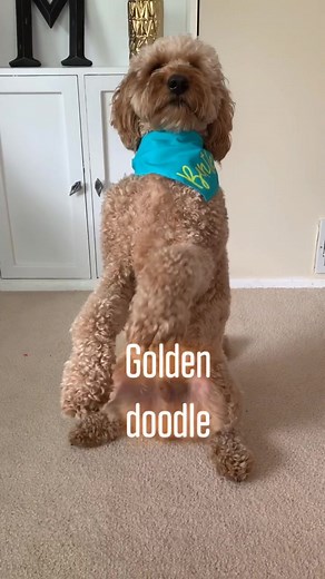 minidoodlebentley on TikTok