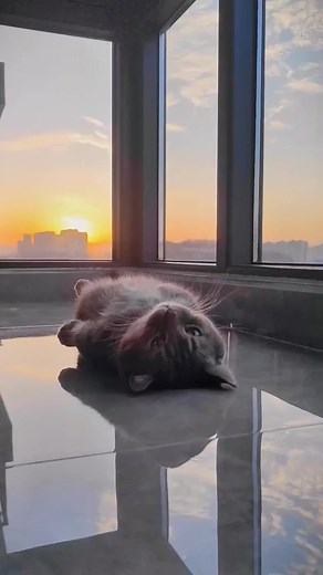 #foryou #cat #catlover #petlover #cute #sweet #cutecatsoftiktok #funny #clever #lmao #fypシ