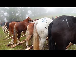 Horse market + horse raffle - I've never been to this market before ♥
