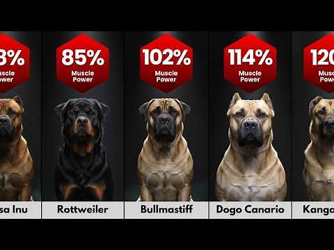 Most Strongest Dog Breeds Ranked by Muscle Power!