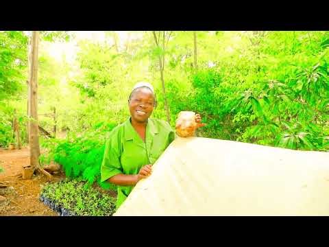 Unlock The Secrets To Growing Banana Seedlings Using A Propagation Chamber