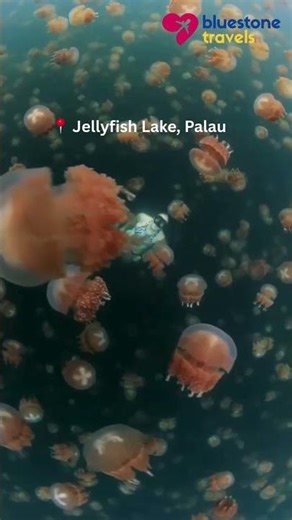 Swimming with Jellyfish That Don’t Sting | Palau Jellyfish Lake