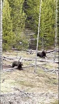 Bear attack Yellowstone Park May 22, 2022