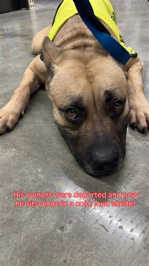 Lotus Gold Dog Food on Instagram: "Miami Dade ID : A2680265 Roky has so much potential. He’s overlooked and will never be seen at Miami Dade animal services. Please reach out to me if you want information on him. He needs the RIGHT FIT. He needs training, structure, and patience. I had him for 5 days and I was able to see his true personality. Roky needs a place to decompress where he can roam free, in and out of the house, where he has a lot of love, he’s a big strong boy, he doesn’t guard his 