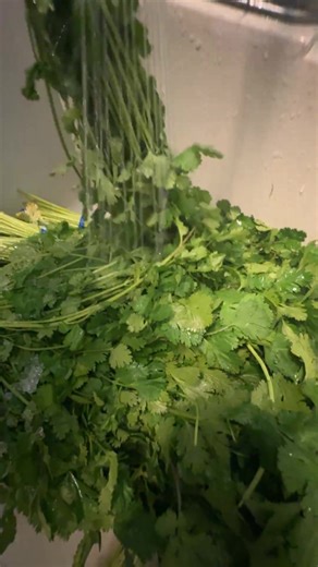 How to keep your cilantro fresh longer? Wash the cilantro and gently pat it dry Trim the ends of the stems Place it in a jar or glass with a little water (like flowers) Lightly cover it with a bag or lid | El Mariachi San Lucas