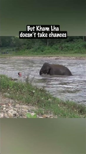Elephant Rushes to Save Her Favorite Human ❤️🐘