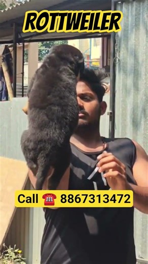 🔥 Rottweiler Puppies for Sale in Bangalore | Best Quality 🐶 Limited Stock Call Now 8867313472