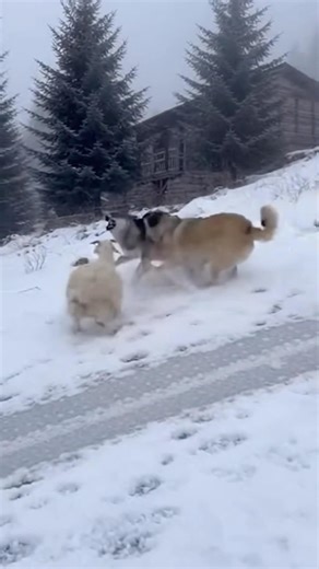 Caught on Camera: An Intense Battle in the Snow! #wolf #kangal #sheep #shorts