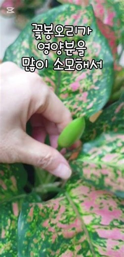 아글레오네마 꽃봉오리 잘라주기 Cutting off Aglaonema flower buds #plants #화초관리 #garden #gardening #식집사