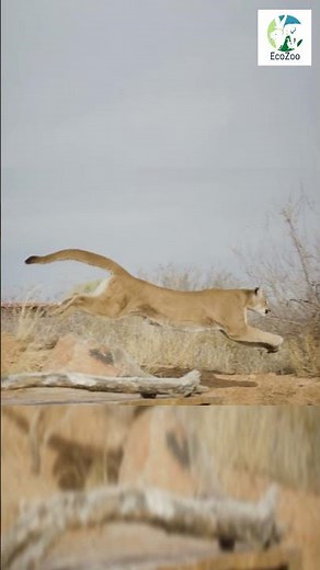 Mountain Lion Jumping in the Wild | Powerful Big Cat in Action