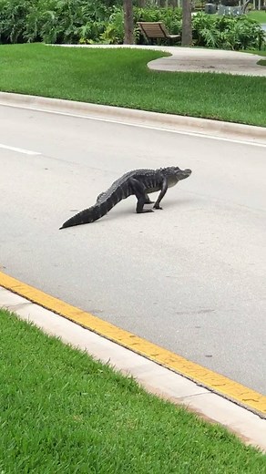 717K views · 5.3K reactions | GATOR IN PARKLAND - A Local 10 viewer spotted an alligator walking today near Coral Springs Drive and the entrance to the Heron Bay community. | WPLG Local 10 | Facebook