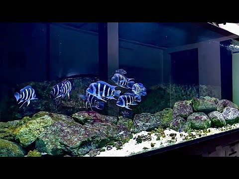 Beautiful Frontosa Cichlids Tank | Best Frontosa Aquarium Setup