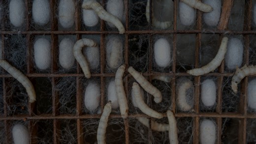 The fundamental ingredients of textiles: natural fibers