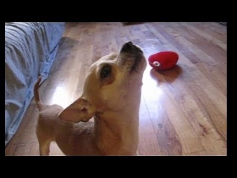 Talking Chihuahua