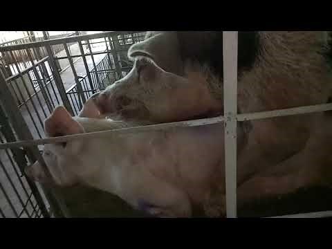 how to breed your pig's by natural method