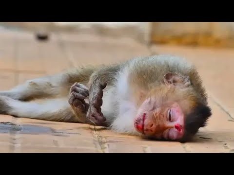 The monkey was electrocuted and then injured by its own kind.