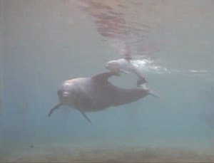 Naissance d’un dauphin à Hawaii