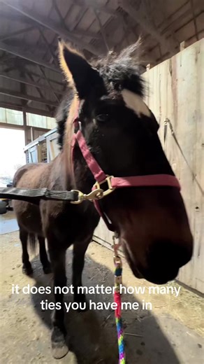 Understanding the Sweet Nature of Horses and Their Quirks