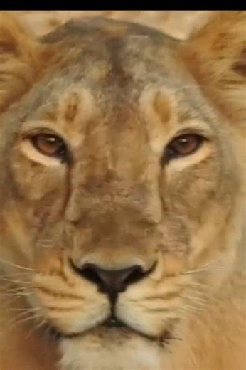 Face-to-Face with the Queen of Gir 🦁🔥 | Asiatic Lioness Close-Up