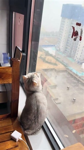 Transform Your Cat into a Star: DIY Costumes Unveiled