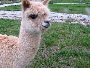Genie the Alpaca does the Limbo