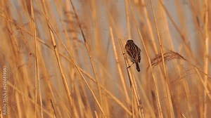 A male common reed bunting (Emberiza schoeniclus) sitting in the evening light and flying away