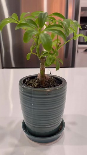 New year new beginning and new adventure as a plant parent. I welcomed a bonsai in my plant family. Please let me know for some care tips. #happynewyear #2024 #bonsai #plantlife #newplant #indoorplants #reels #fbreels #igreels #igplant #sunandplantsbonsai #sunandplants #planttita #plantmama