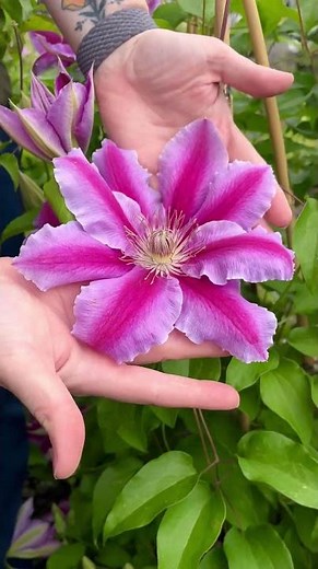 Doctor Ruppel Clematis 🌸 Climbing Blooms with Bold Pink Stripes