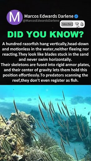 Razorfish: The Vertical Living Blades #marinelife #oceanfacts #underwaterworld #underwaterworld