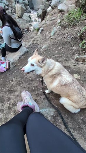 Hilarious Dog Moments That Will Make You Laugh! #funnydogs #dogsoftiktok #cuteanimals #petvideos #doglovers