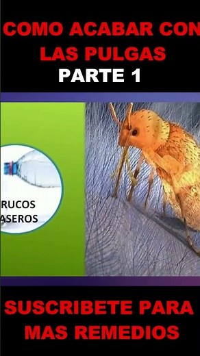 How to Get Rid of Fleas ▸ Homemade Flea Poison (Part 1)