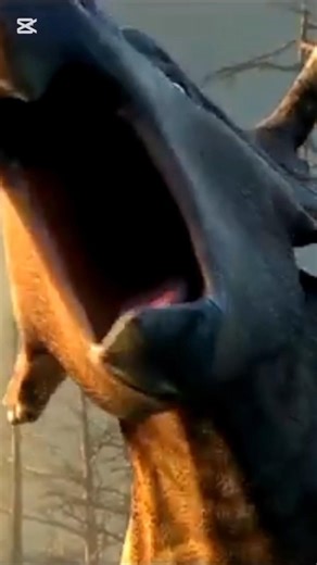 Patchi vs Gorgon #Walkingwithdinosaurs2013