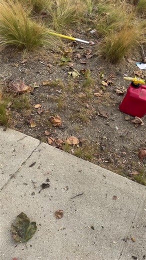 Sycamore Tree Natural Trim in L.A. by Hallelujah Tree Service