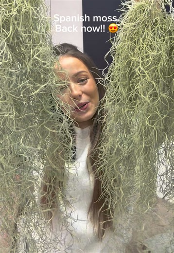 Revitalize Your Bathroom with Spanish Moss