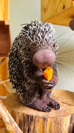 How Porcupine Quills Defend and Protect"