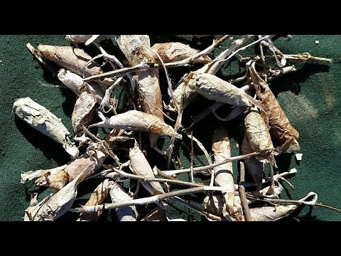 How to find Cocoons!