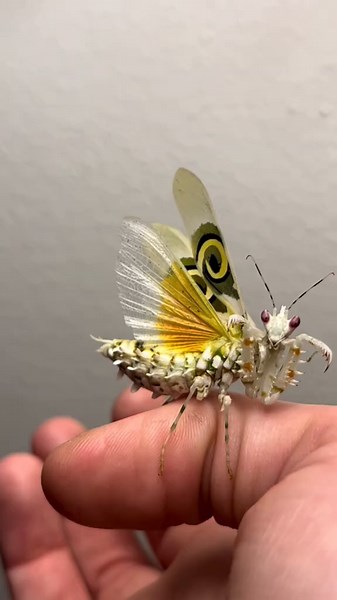 Fairy-like Mantis: Spiny Flower Mantis TikTok Compilation