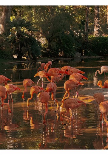 Discovering Barcelona Zoo: A Tranquil Adventure