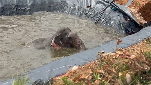 Stranded wild elephant rescued from reservoir with excavator in Thailand